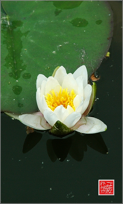 雨后睡莲