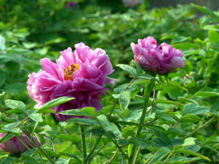 [原创]菏泽牡丹精品园里看牡丹