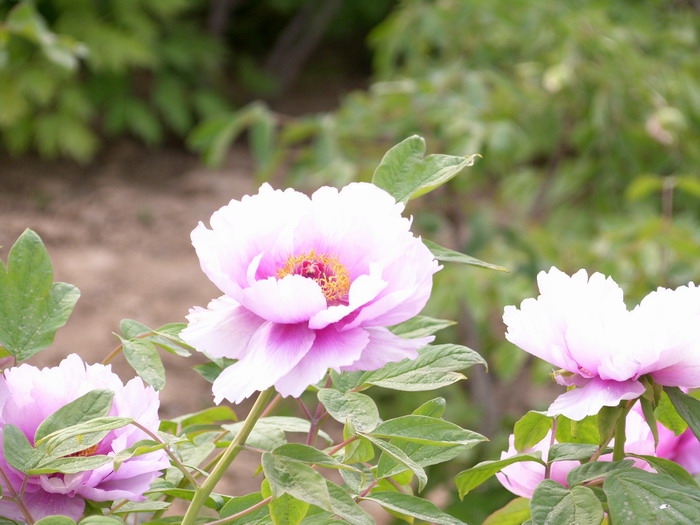 [原创]菏泽牡丹精品园里看牡丹