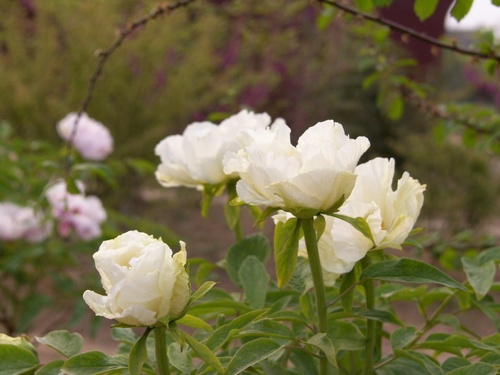 [原创]菏泽牡丹精品园里看牡丹