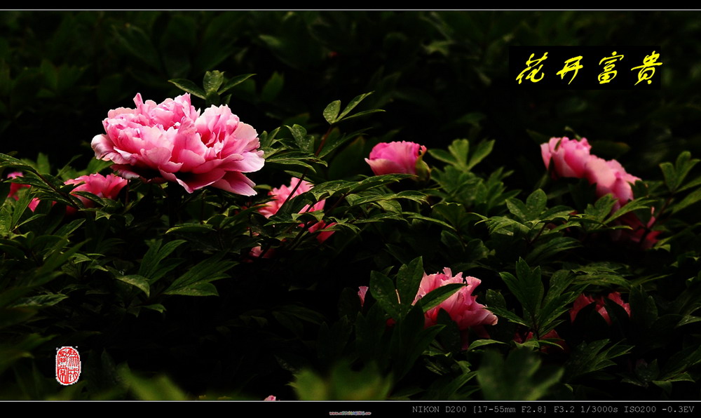 花开富贵