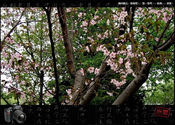 [原创]樱花盛开的季节