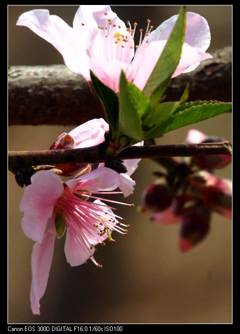 两张桃花小片