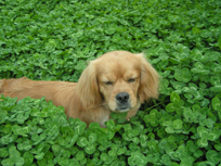 dog and flower