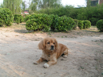 dog and flower