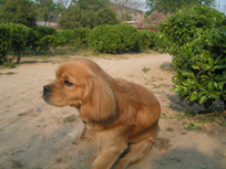 dog and flower
