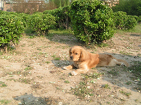 dog and flower
