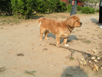 dog and flower
