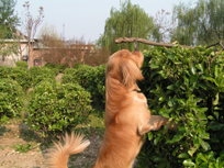 dog and flower