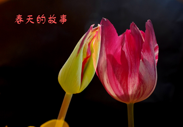 [原创]春天的故事__戚城景区写意