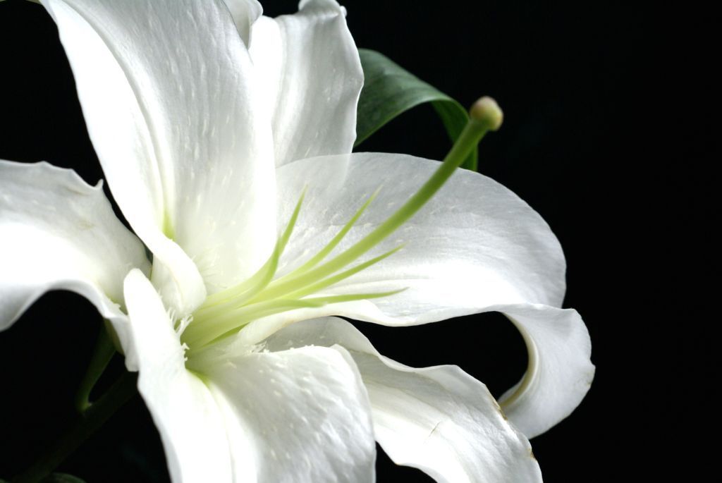 百合花