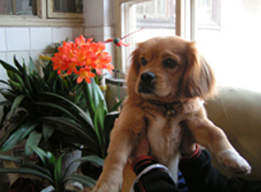 dog and flower