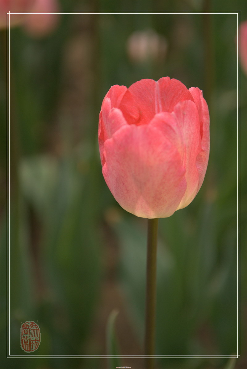 郁金香