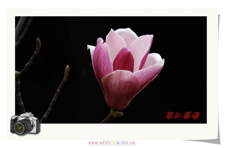 花色一组（3.31活动作业）
