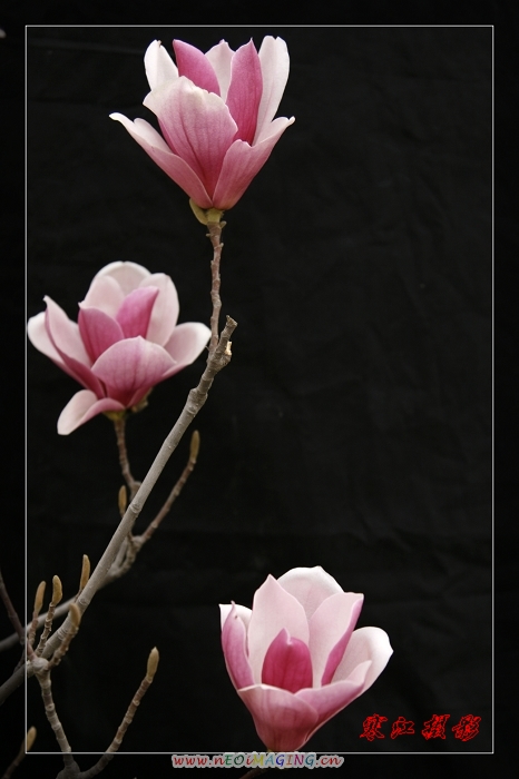 花色一组（3.31活动作业）