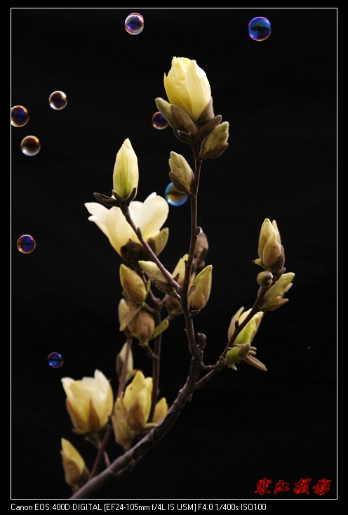 花色一组（3.31活动作业）