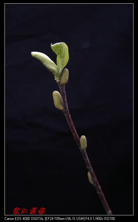 花色一组（3.31活动作业）