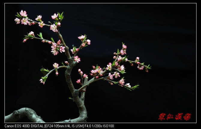 花色一组（3.31活动作业）