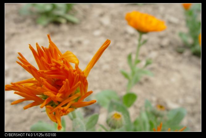 菊