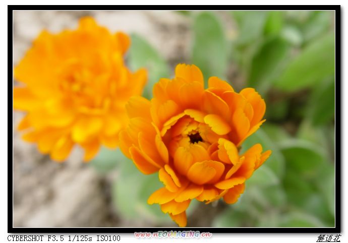 菊