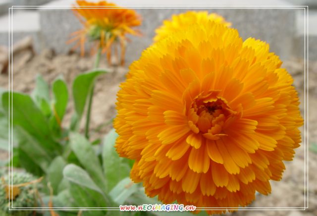 菊