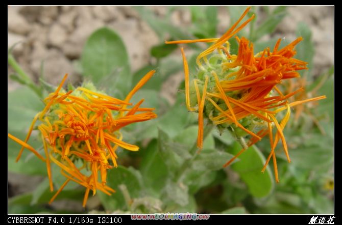 菊