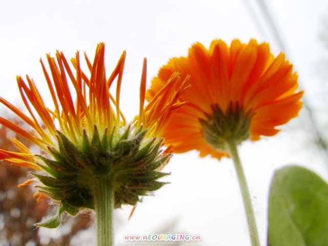 菊