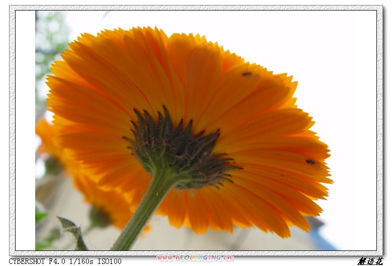 菊