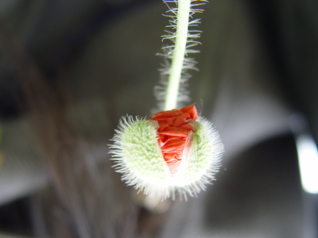 花与花蕾