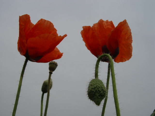 花与花蕾