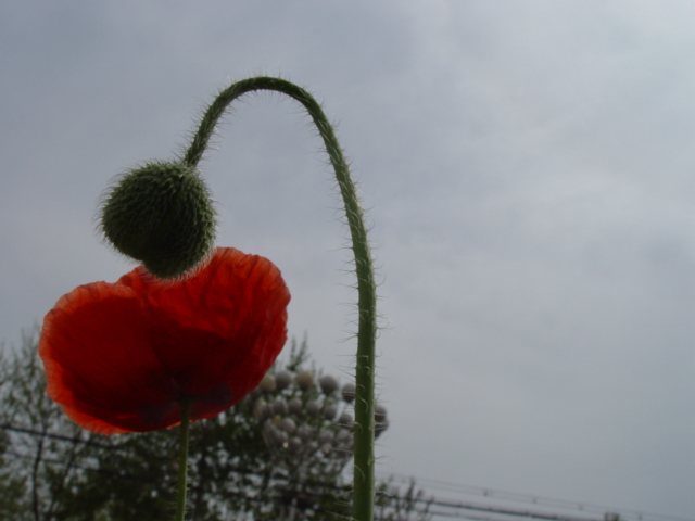 花与花蕾