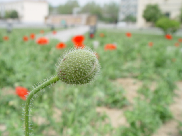 花与花蕾