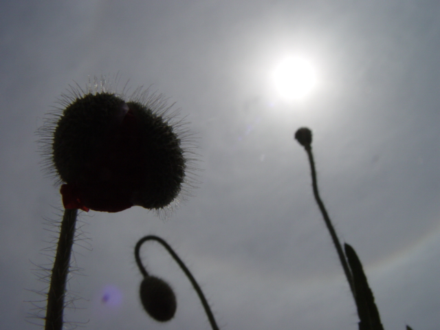 花与花蕾