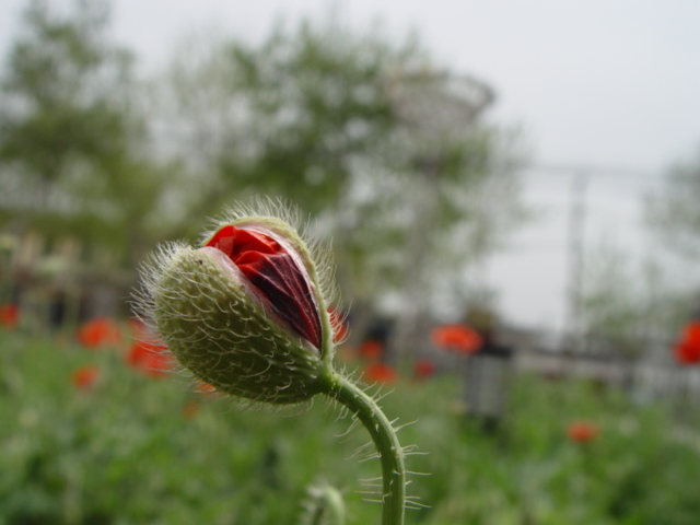 花与花蕾