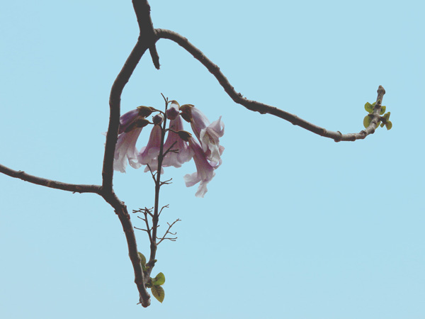 梧桐花
