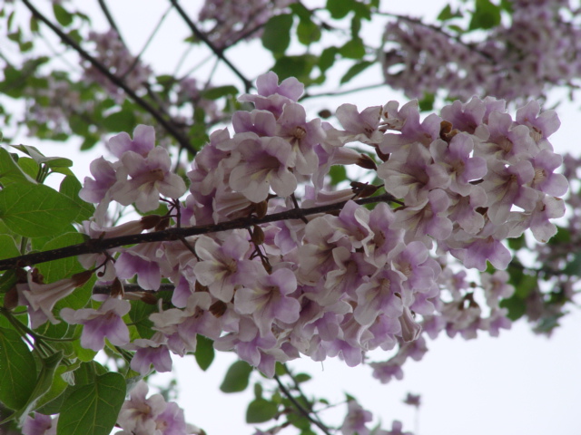 梧桐花