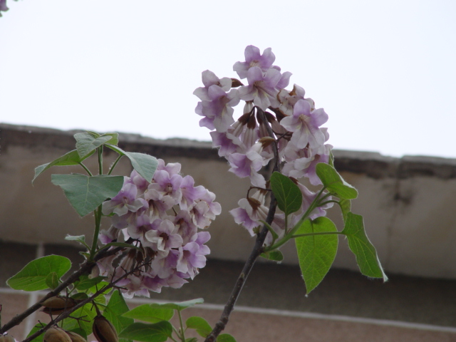 梧桐花