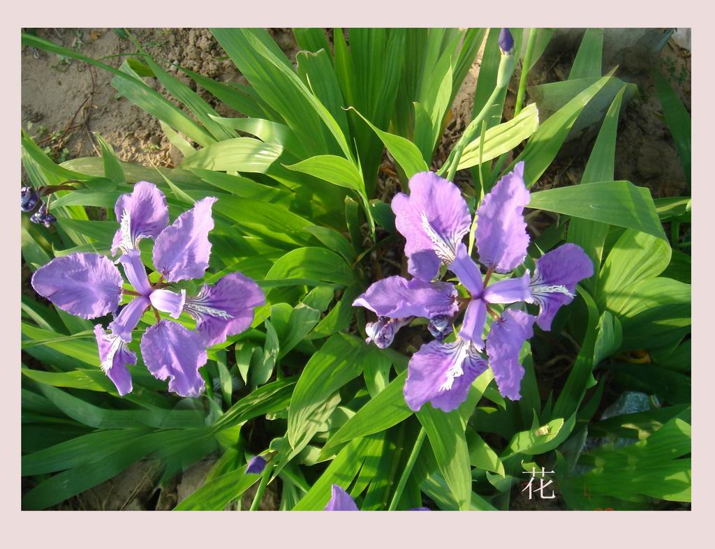 花