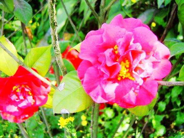[原创]茶花