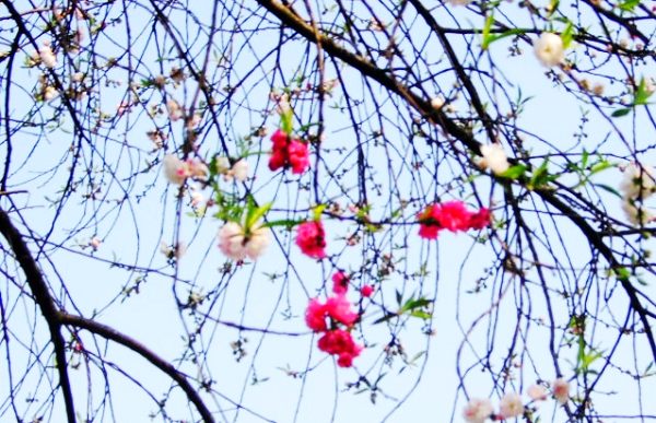[原创]桃花