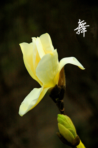 也拍玉兰花
