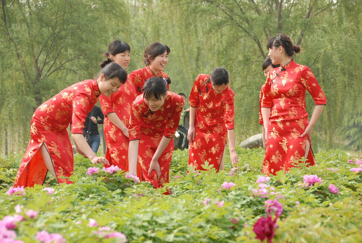 濮上园牡丹