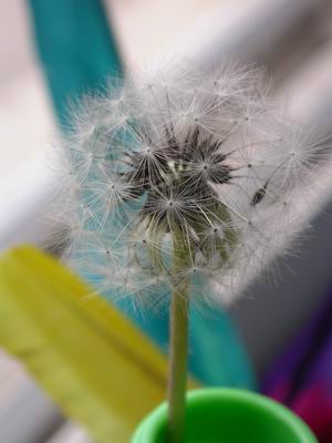 瓶子里的蒲公英