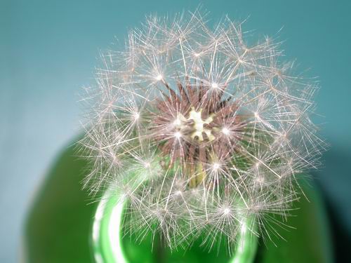 瓶子里的蒲公英