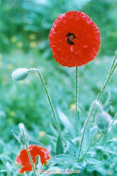 虞美人