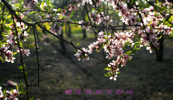 [原创]花卉