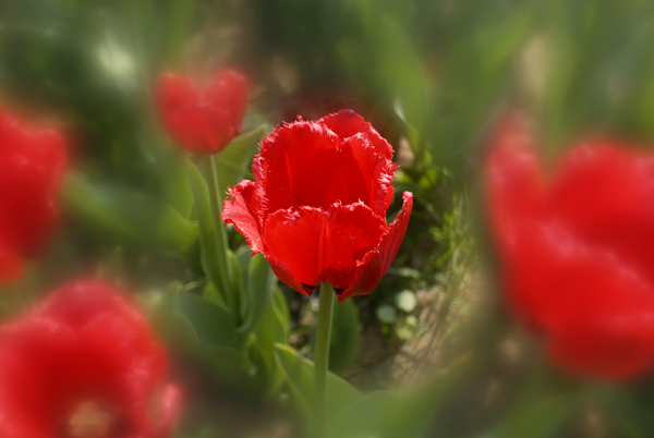 [原创]花卉