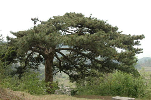[原创]【走近商城、挺进大别山】商城风光
