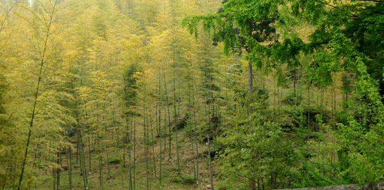 [原创]【走近商城、挺进大别山】商城风光