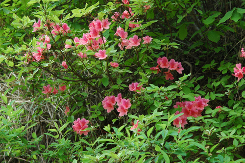 [原创]大别山的花卉就是不一般